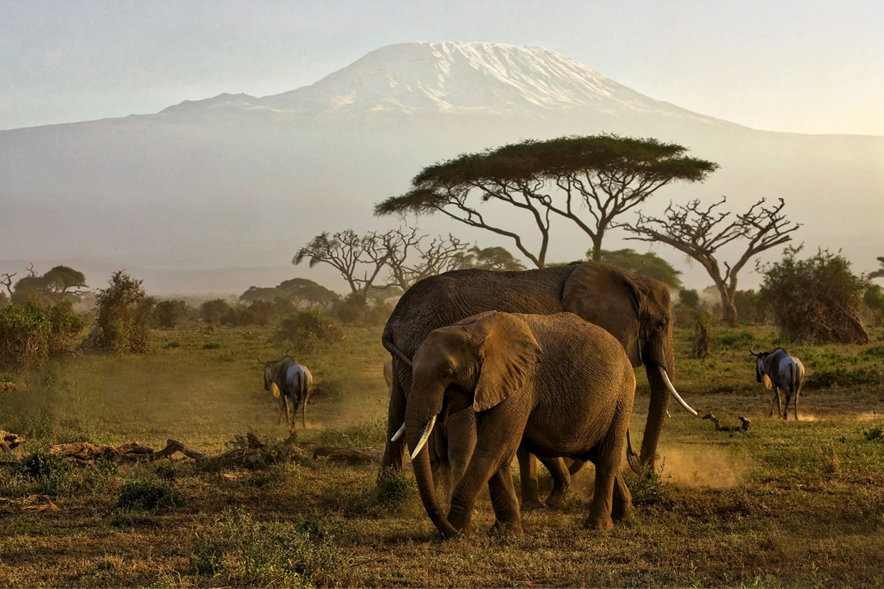 The Best 3 Days Amboseli Lodge Safari