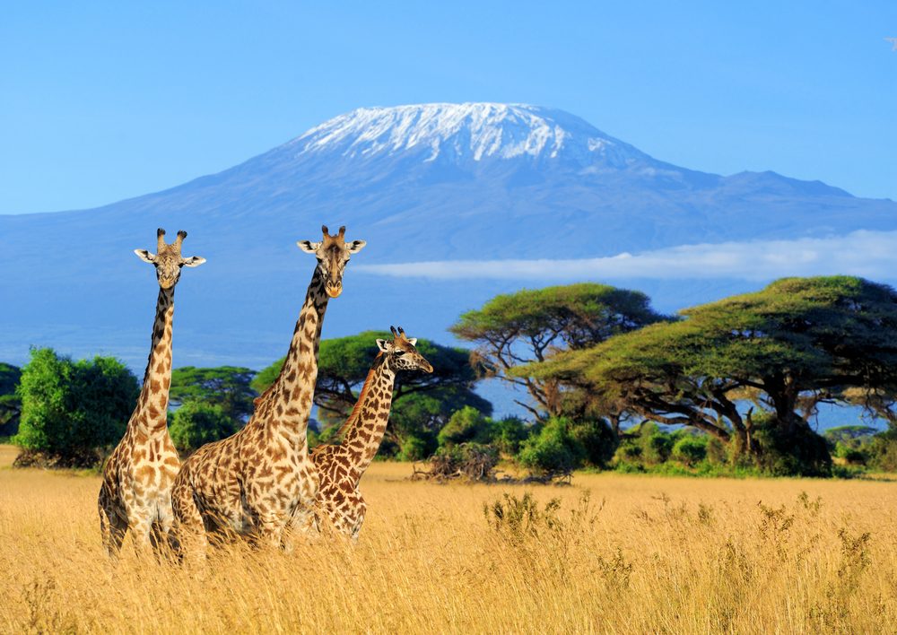 The Best Kilimanjaro Tours activities 2024 and 2025