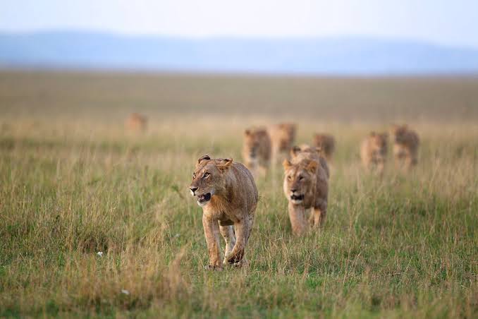 The Best Masai Mara Safari itinerary 2 day 