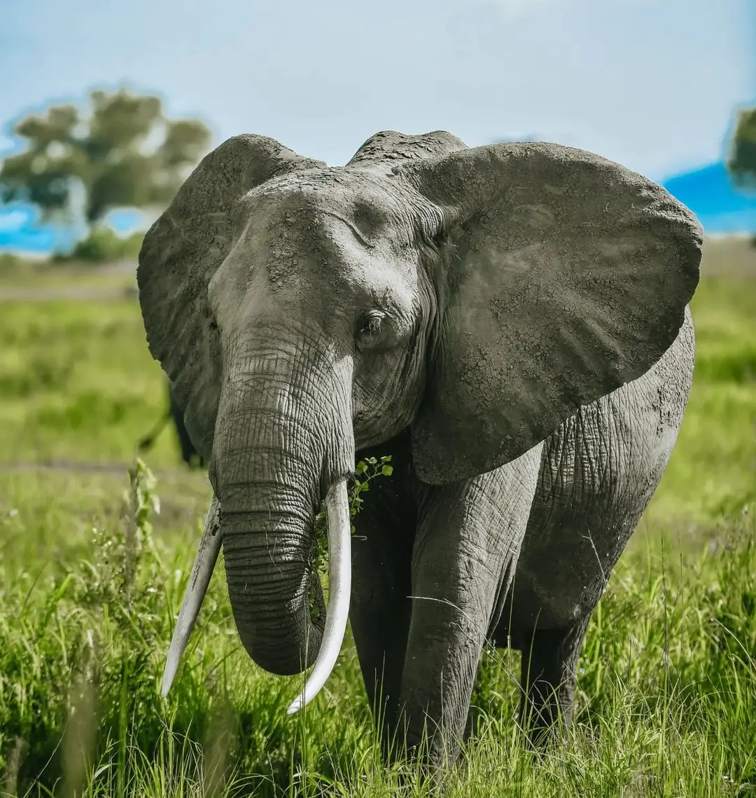 Arusha to Tarangire day safari itinerary 