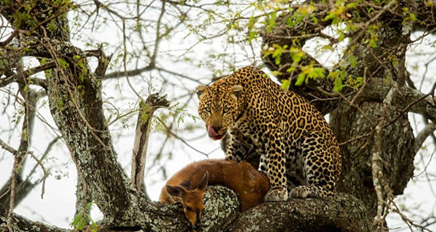 Unique group safari experiences in Tanzania