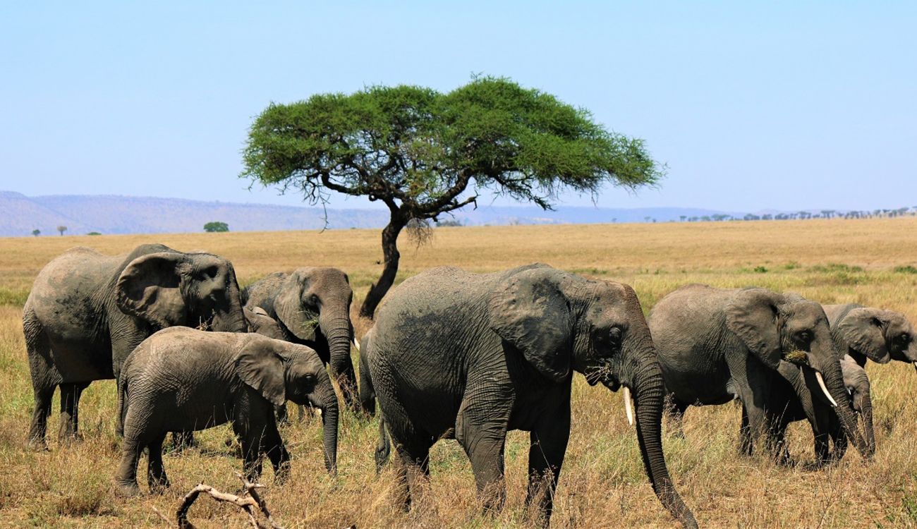 What animals can I see on a Tanzania safari?