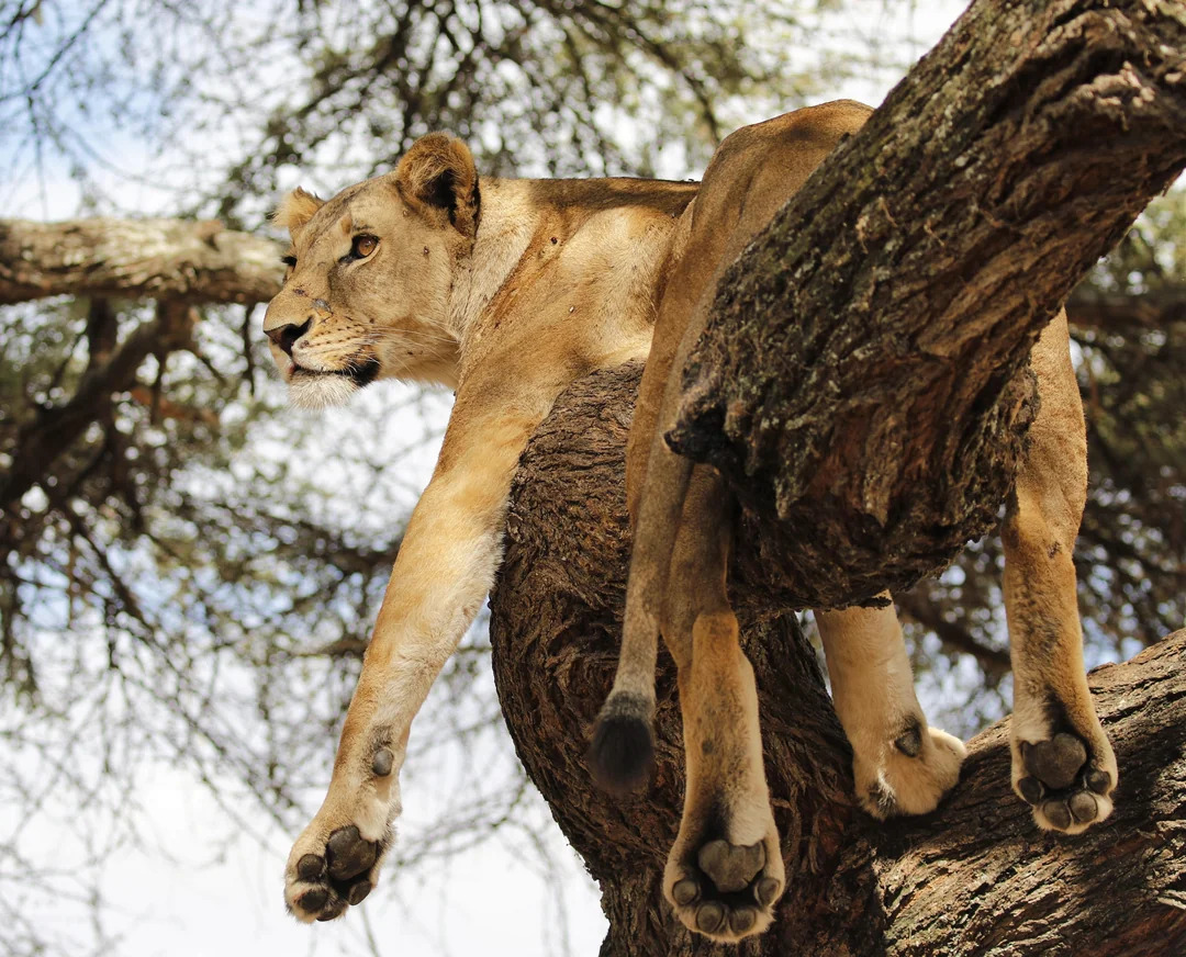 What are the best Tanzania safari tour operators?