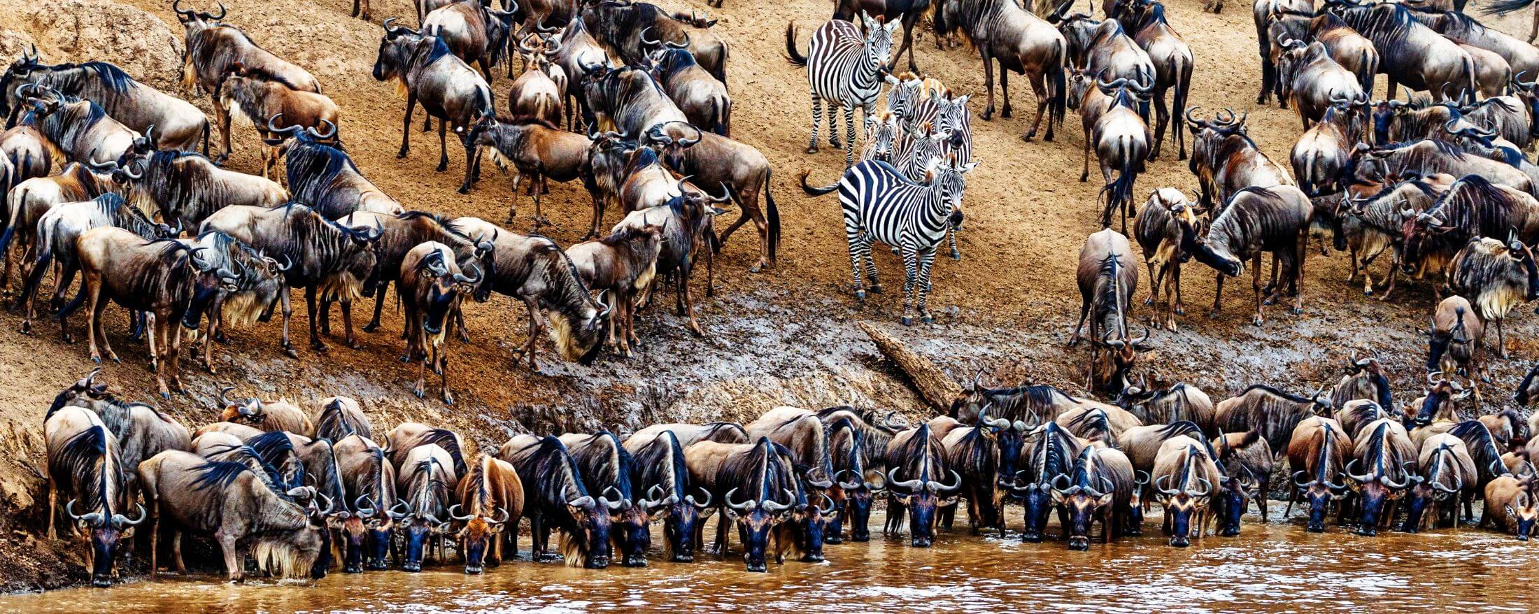 What are the best months to see the Serengeti Migration?