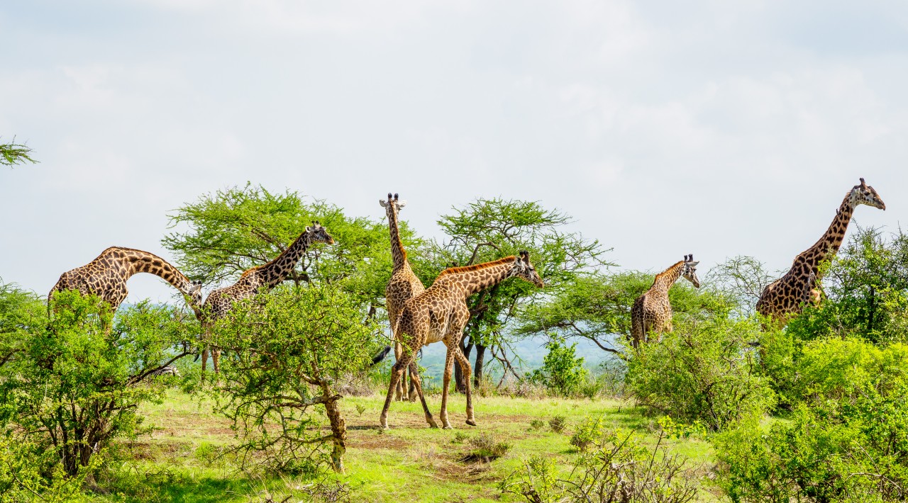 What are the best safari destinations in Tanzania for wildlife?