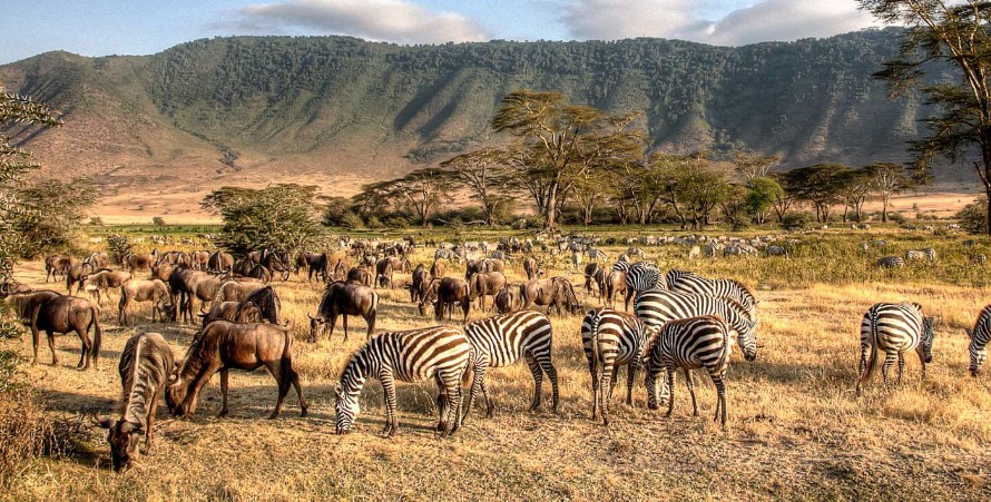 What are the best safari parks in Tanzania?