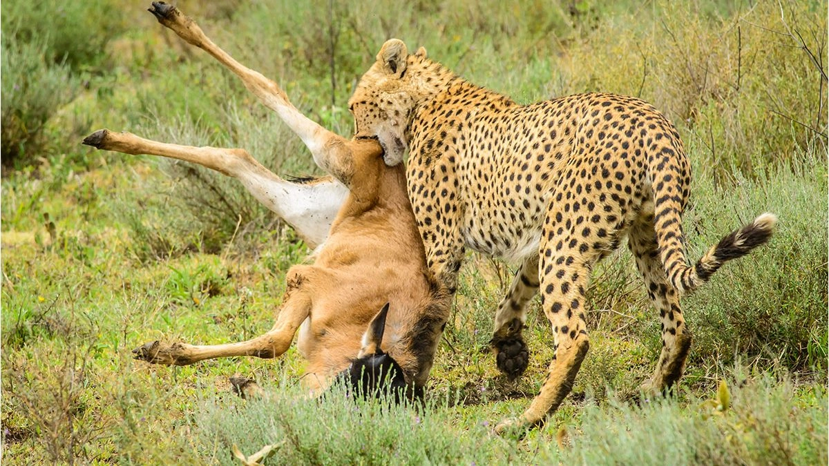 What are the best wildlife safaris in Tanzania?