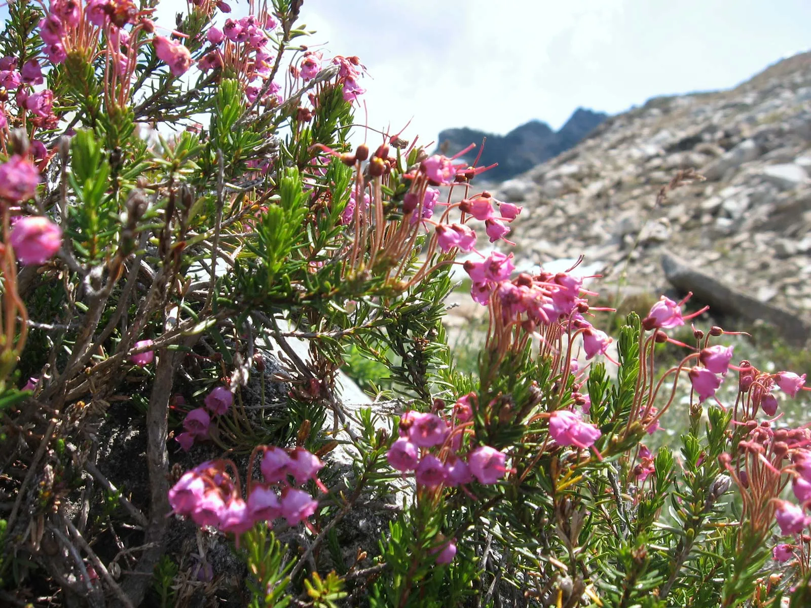 What are the flora and fauna on Kilimanjaro?