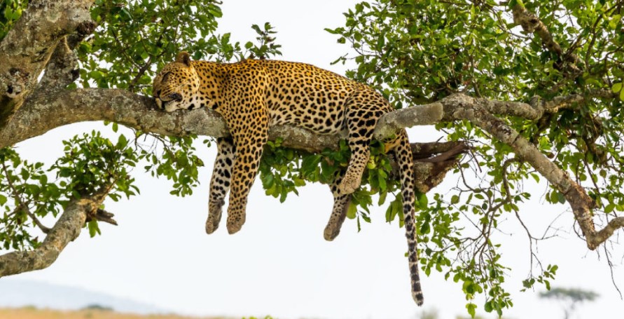 What do I need to know before going on a Tanzania safari?