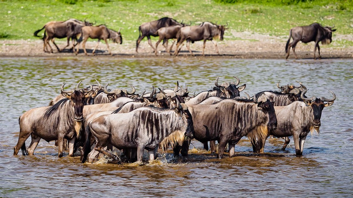 What is the Ndutu Migration Area?
