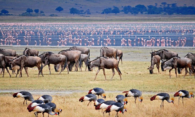 What is the Ngorongoro Crater?