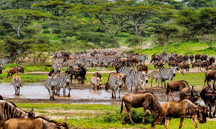 What is the Serengeti National Park known for?