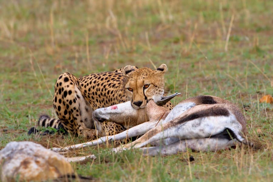 What is the Serengeti famous for?