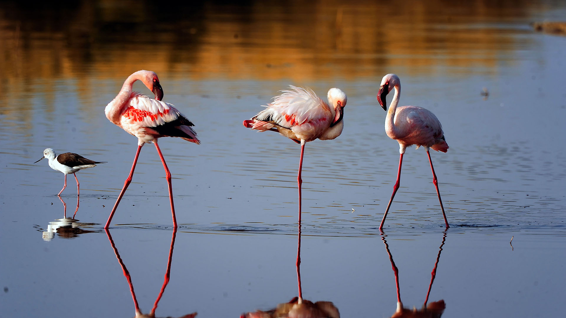 What is the best time for bird watching in Tanzania?