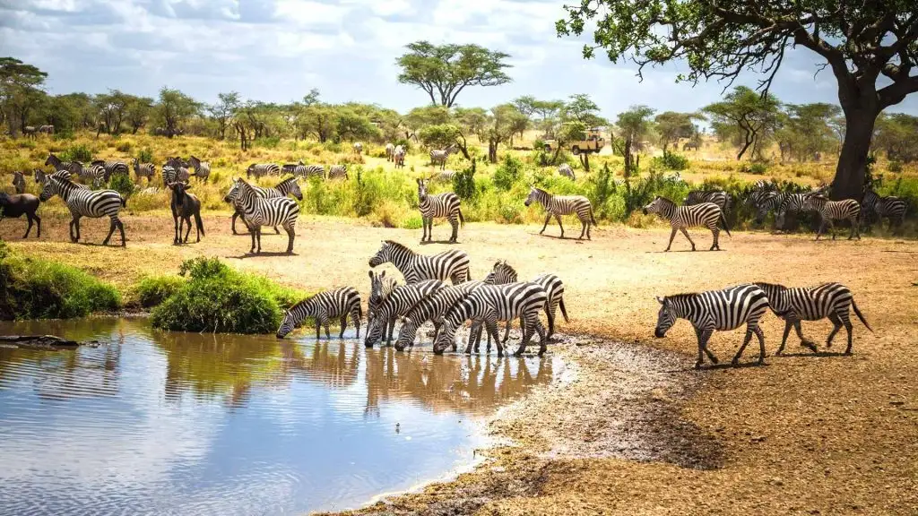 What is the best time to go on a Tanzania safari?