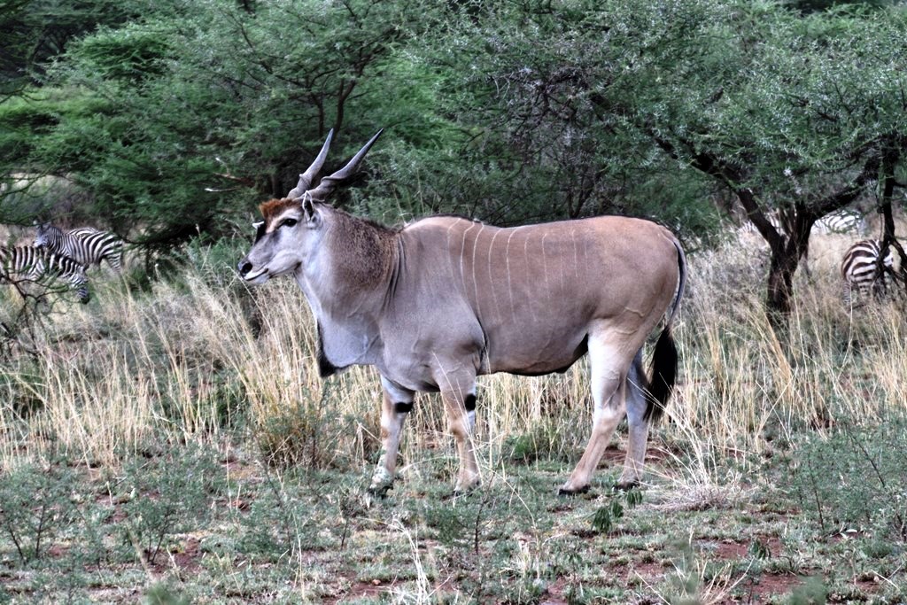 What is the entry fee to Ruaha National Park?
