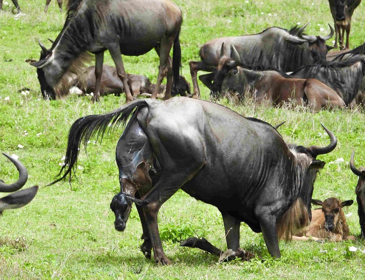 What is the history of the Ndutu area?