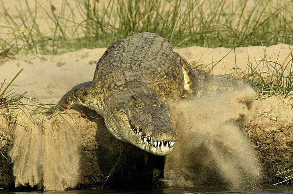 What is the vegetation like in Ruaha National Park?