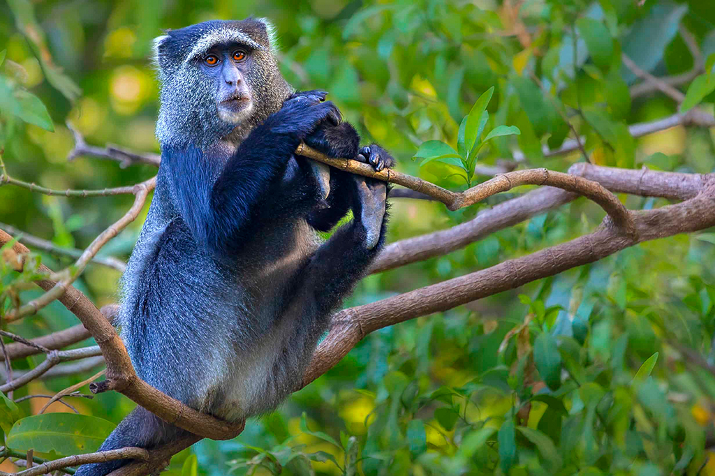 What should I do if I encounter wildlife on Kilimanjaro?