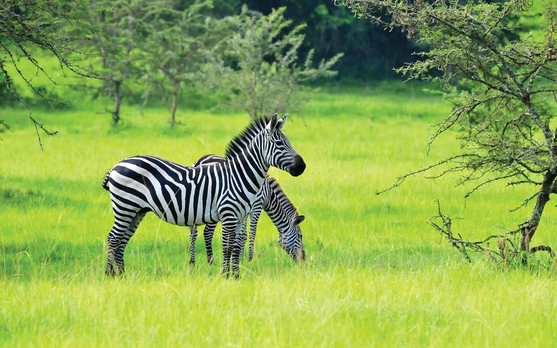 What wildlife can I see in Dar es Salaam?