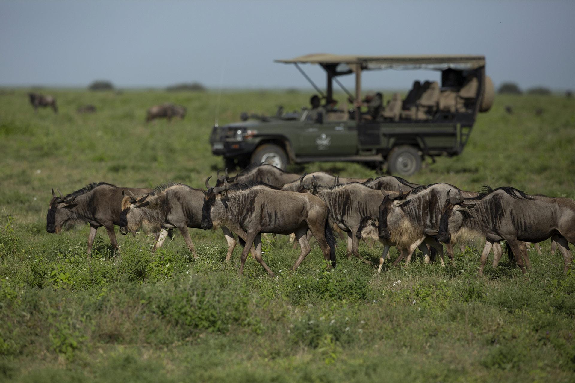 Ultimate 5-Day Wildebeest Migration Safari Adventure