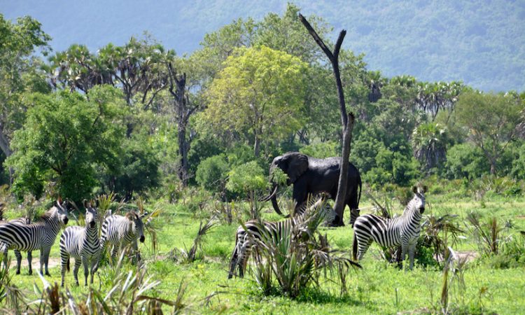 What are the must-see attractions on a Tanzania safari tour?