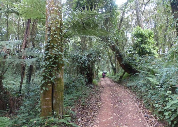 Unforgettable 6-day ascent of Kilimanjaro via the Marangu Route