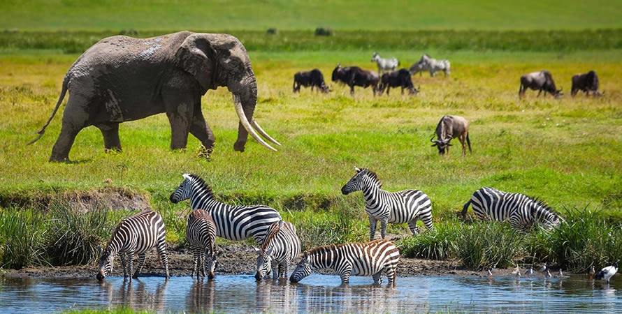What is the best safari park in Tanzania for wildlife photography?