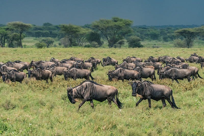 best time to see the migration in Maswa Game Reserve