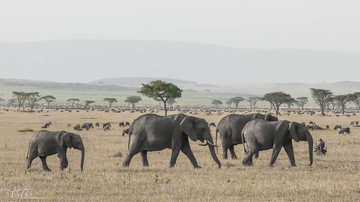How can I combine a Tanzania safari with other East African destinations?