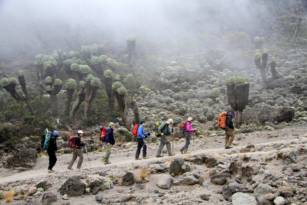 8 unforgettable days Lemosho Route to the Mt Kilimanjaro
