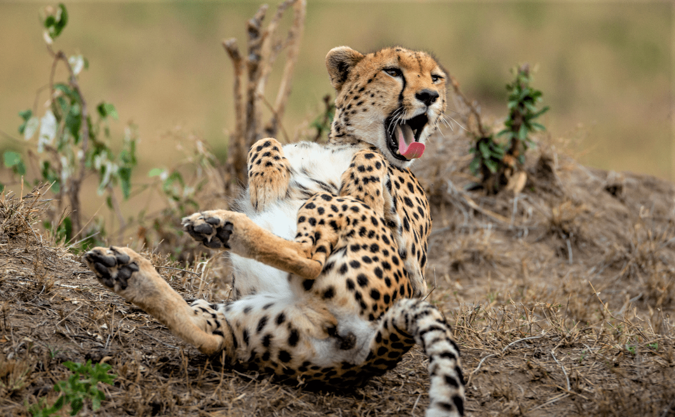 Are there leopards in Ruaha National Park?