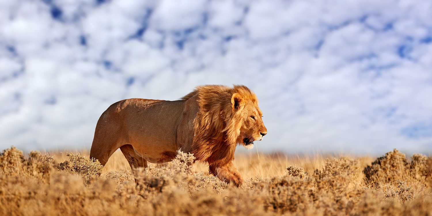 VISIT MASAI MARA SAFARI 4 DAYS  MID RANGE ACCOMMODATION