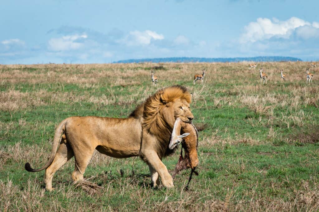 What is the best safari park in Tanzania for seeing the Big Five?