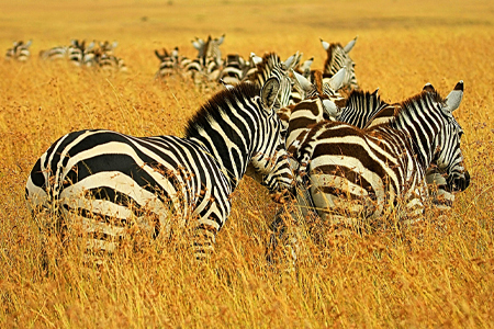 11-Day Tanzania Safari & Cultural Discovery 11-Day Tanzania Safari & Cultural Discovery