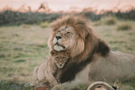 Tanzania Safari 12-Day Expedition Tanzania Safari 12-Day Expedition