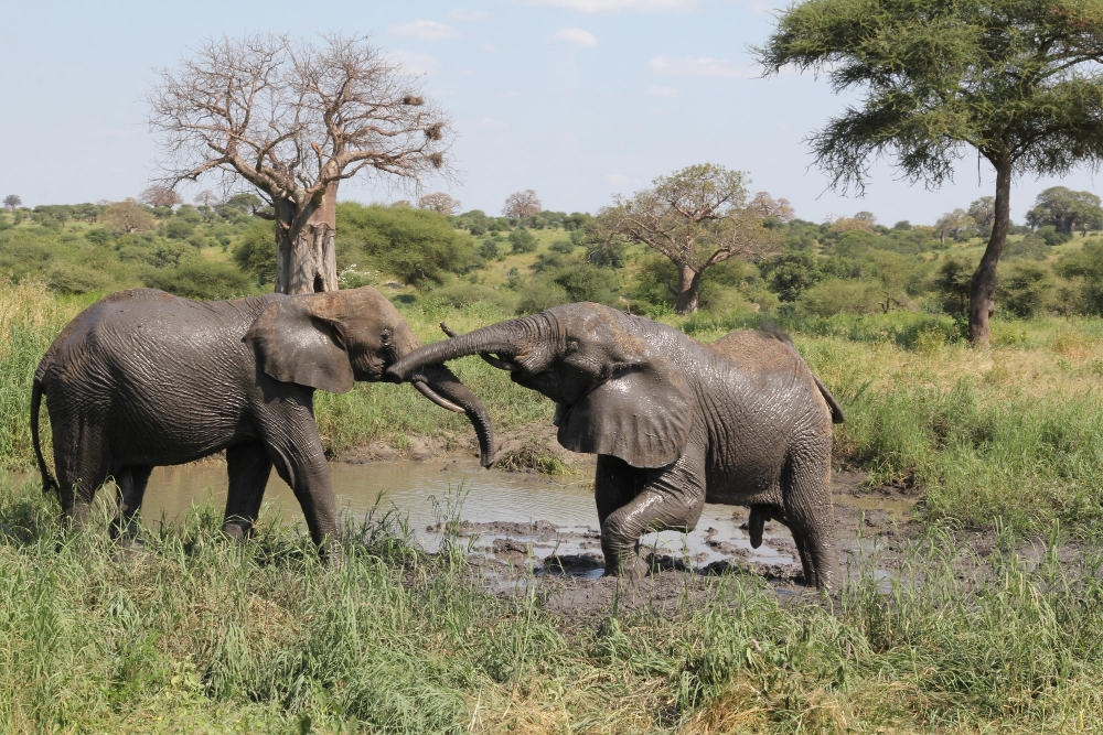 Ultimate 6-Day Tanzania Wildlife Tour Ultimate 6-Day Tanzania Wildlife Tour