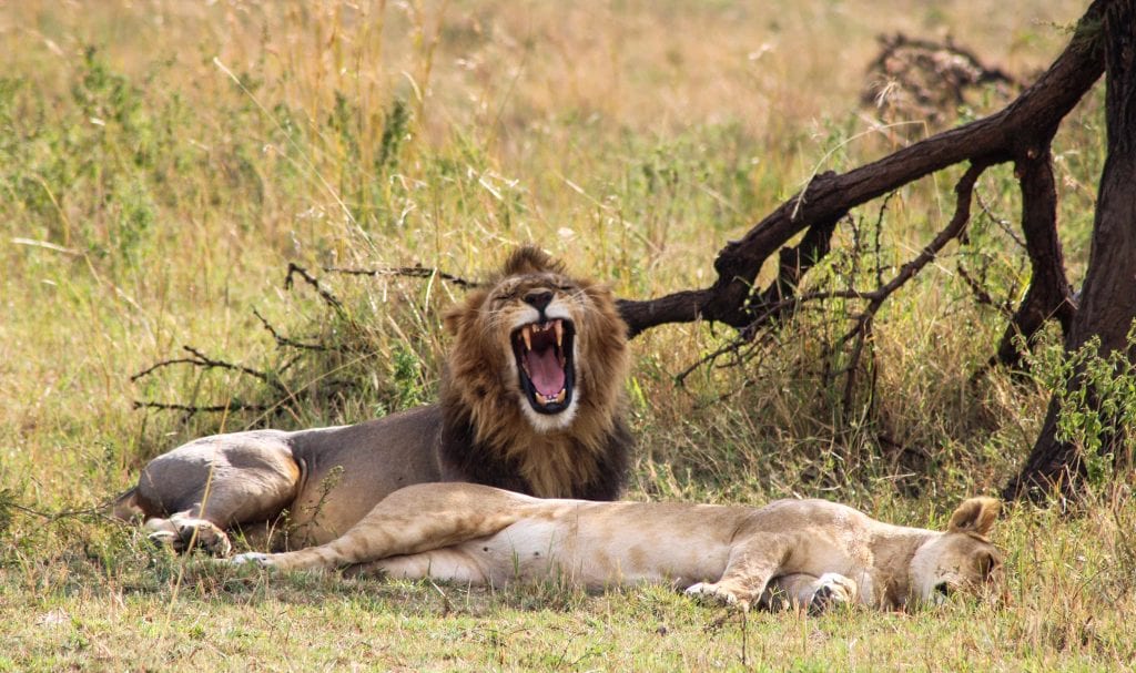 8-Day Serengeti Northern Migration Safari Adventure 8-Day Serengeti Northern Migration Safari Adventure